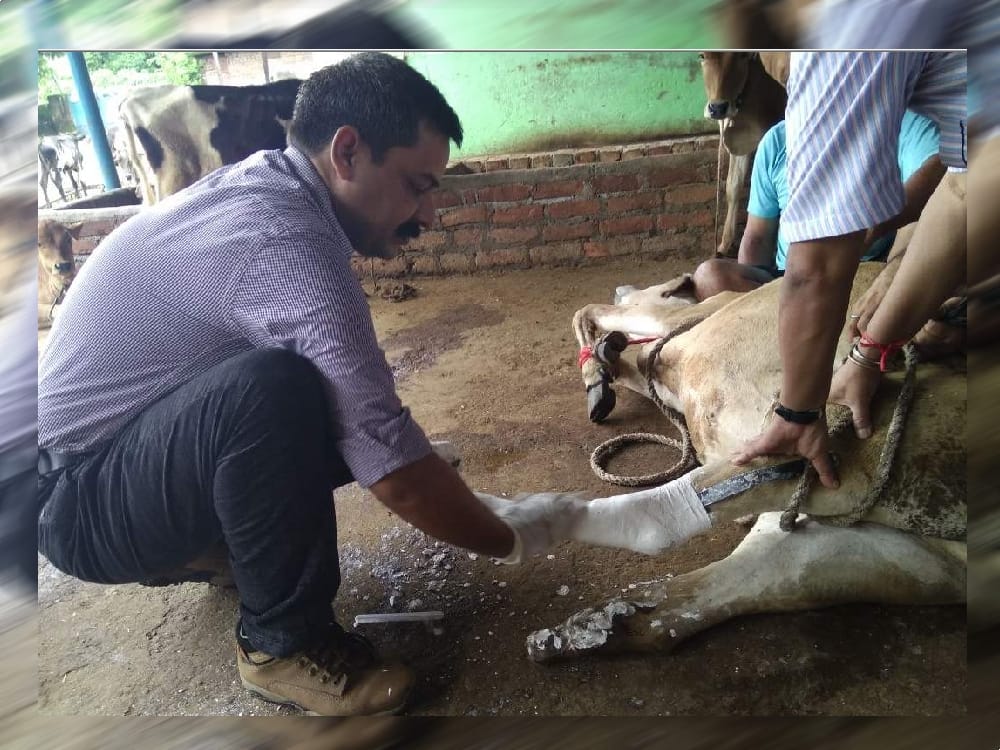 Rajasthan Doctor will put artificial legs to crippled cows in dehradun