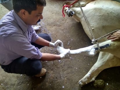 Rajasthan Doctor will put artificial legs to crippled cows in dehradun