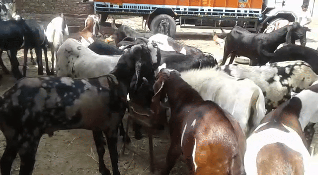 kurbani bakra ready to be sold in markets of ajmer 