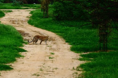 id must be compulsory for the visit of jhalana leopard safari forest department issues new circular 