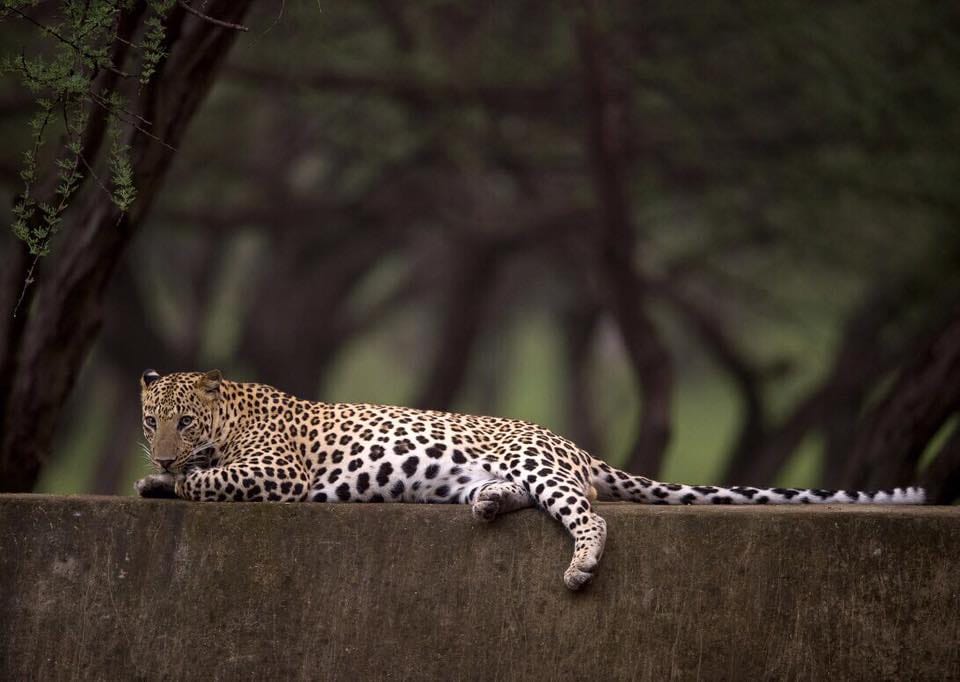 id must be compulsory for the visit of jhalana leopard safari forest department issues new circular 