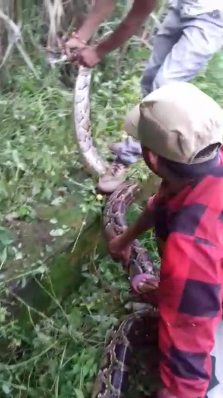 big python picture can scares you