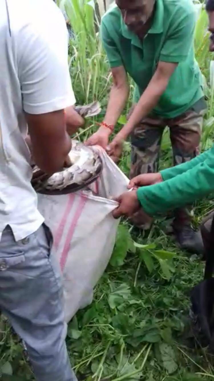 big python picture can scares you