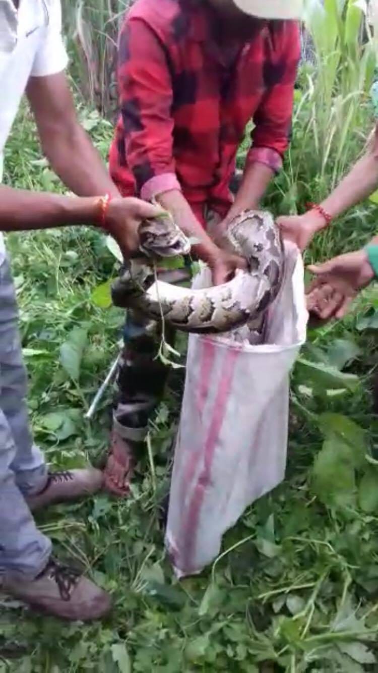 big python picture can scares you
