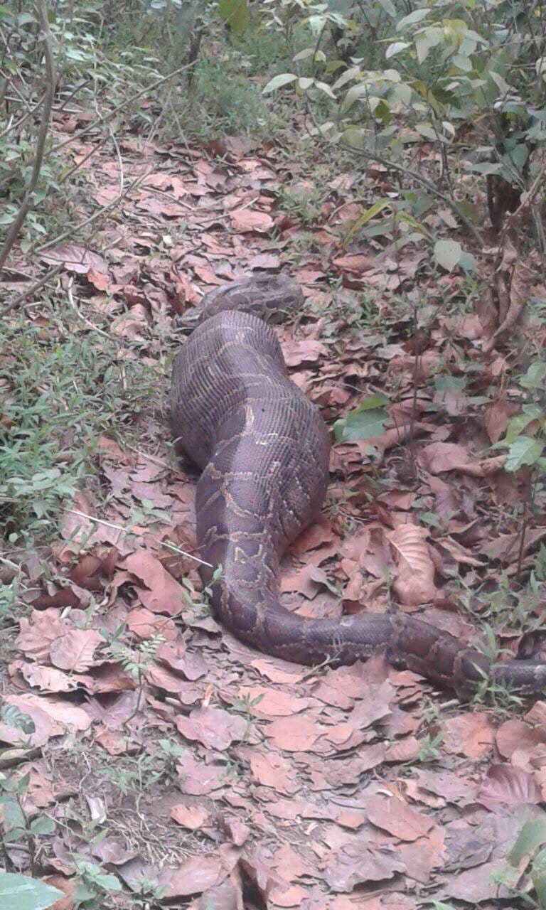 big python picture can scares you