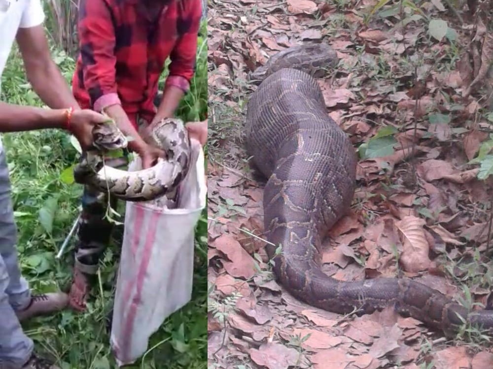 big python picture can scares you