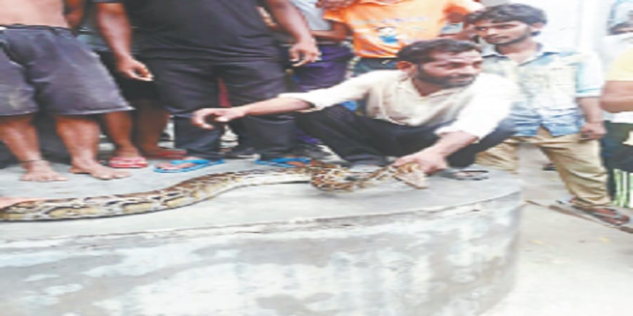 The villagers brought the ten-feet python, DFO not picked up phone