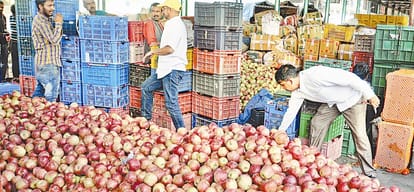 Apple production declined this year in Himachal Pradesh