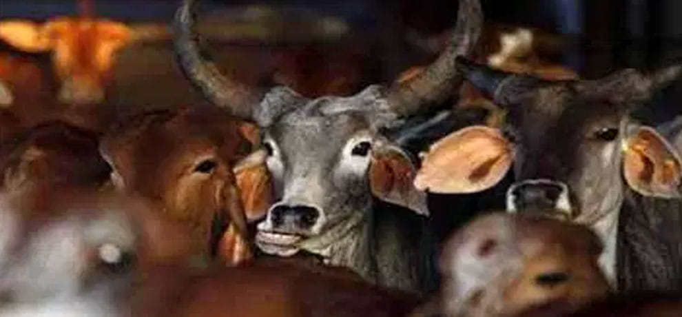 supreme court notice that right to privacy will effects maharashtra beef ban issue