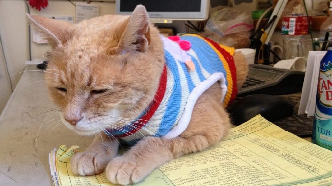  cat mayor in Alaska town dies at 20