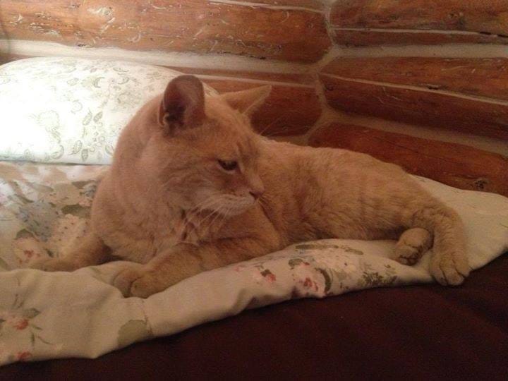  cat mayor in Alaska town dies at 20