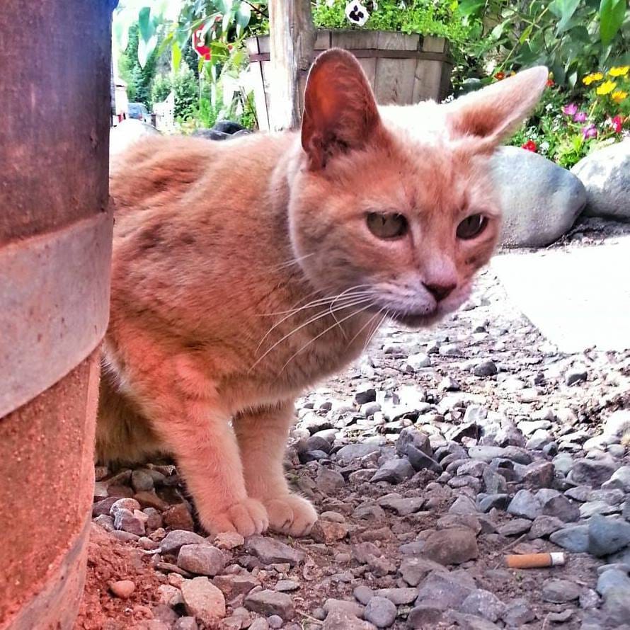  cat mayor in Alaska town dies at 20