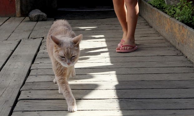  cat mayor in Alaska town dies at 20