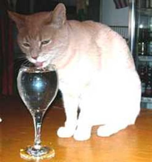  cat mayor in Alaska town dies at 20