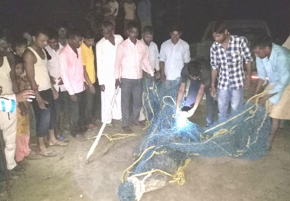 crocodile found in home at Sultanpur roorkee