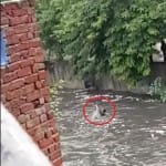 पानी की ताकत के आगे हारा आयुष