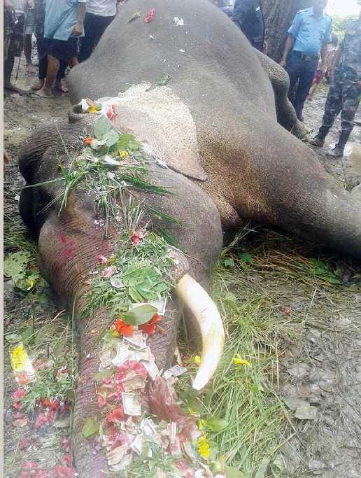 Wild elephant dies from Current