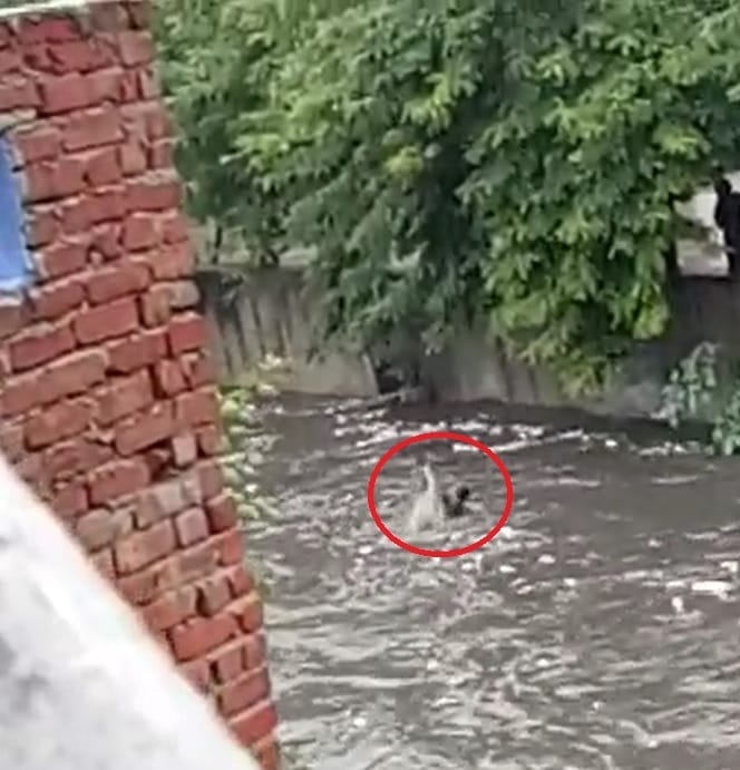 boy goes out missing after he drowned in sewer channel in jaipur 