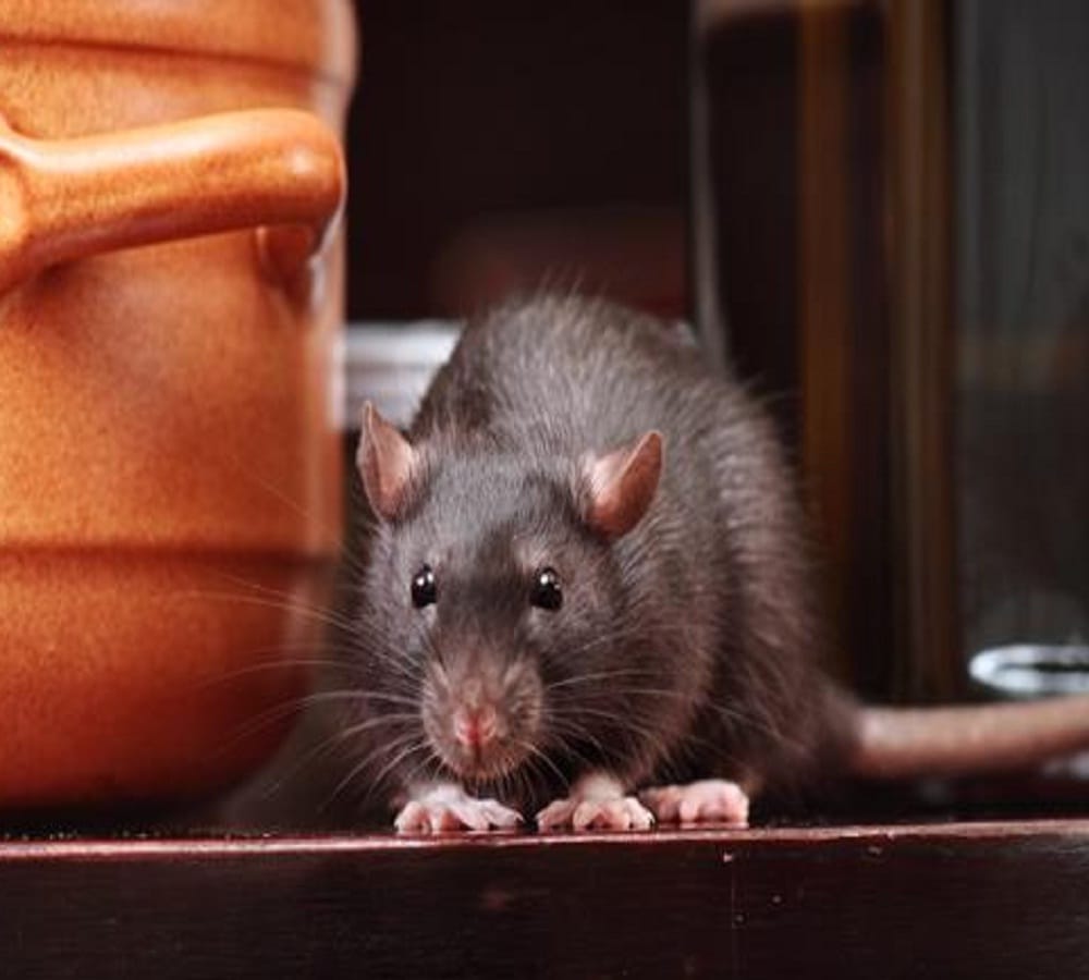 Try this home remedy to get rid of rats at your home 