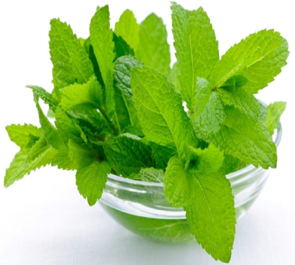 Try this home remedy to get rid of rats at your home 