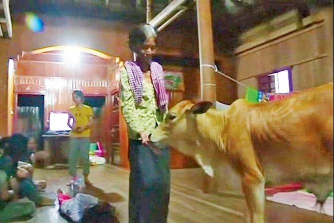 A woman believes 5 month old calf is her dead husband