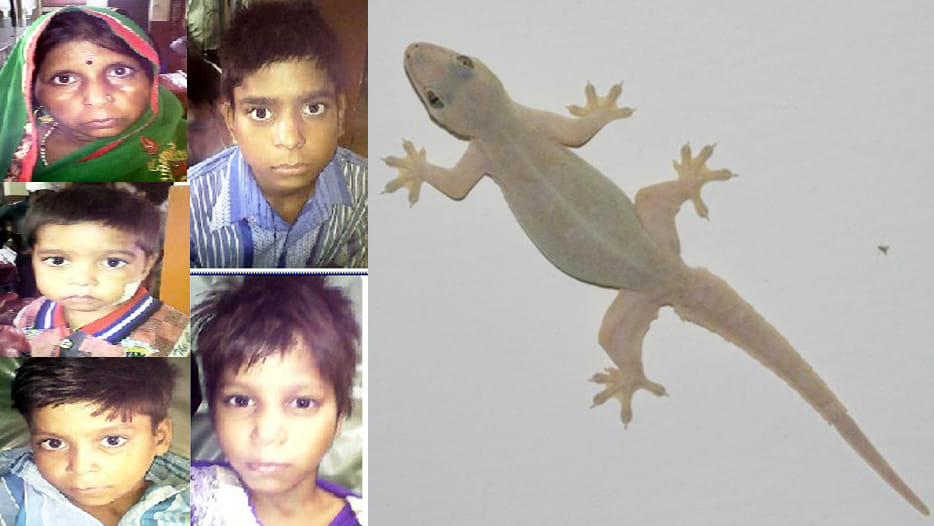 Lizard boiled with Milk five ill  