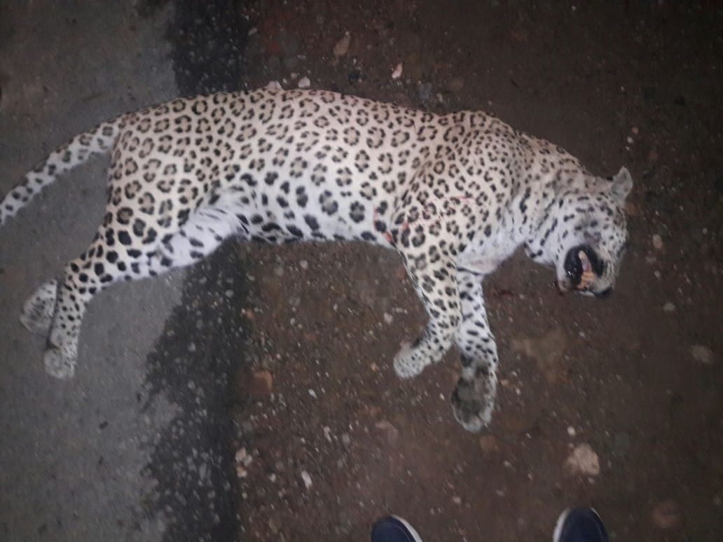 Panther Death due to being hit by a train in Sawai Madhopur, funeral by forest department