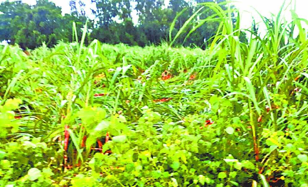 Rain accompanied by strong wind in Maavai, many trees fell