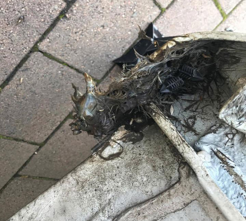 Horrified Couple Open Car Only To Find Out That It Has Been Destroyed By Rats
