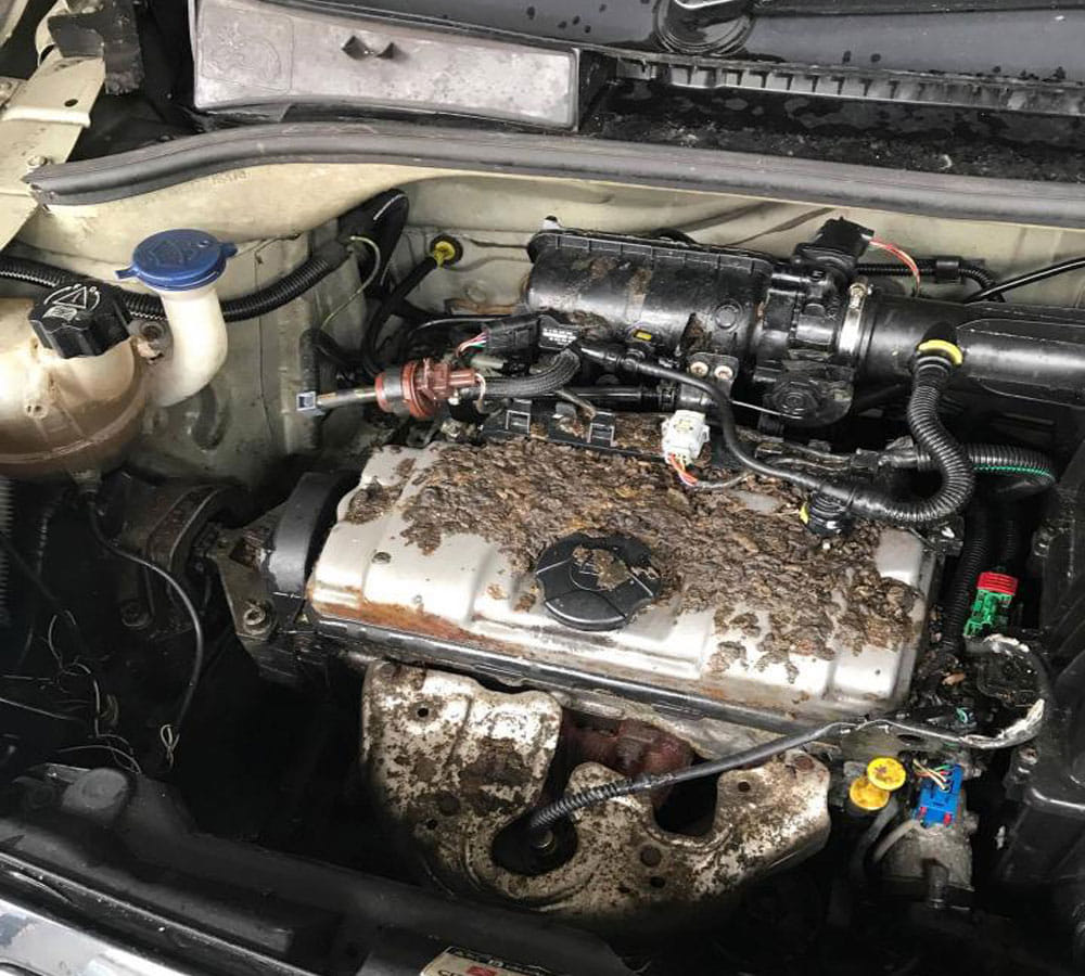 Horrified Couple Open Car Only To Find Out That It Has Been Destroyed By Rats