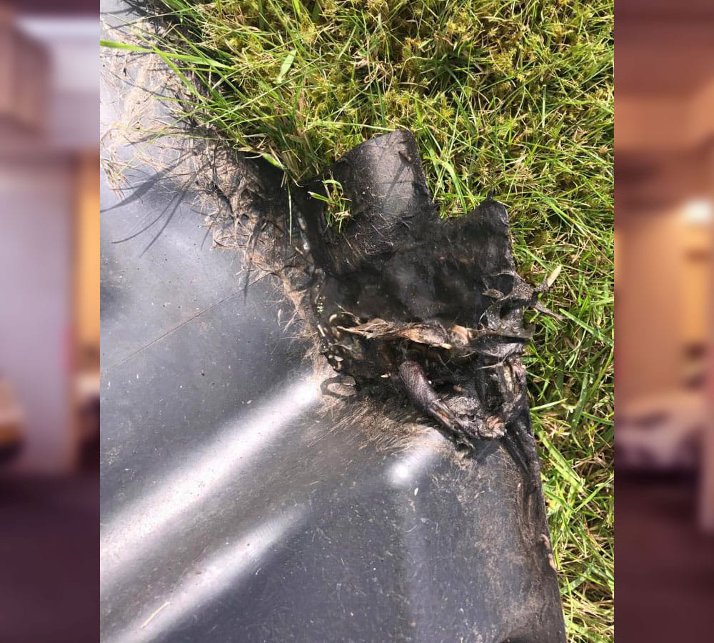 Horrified Couple Open Car Only To Find Out That It Has Been Destroyed By Rats