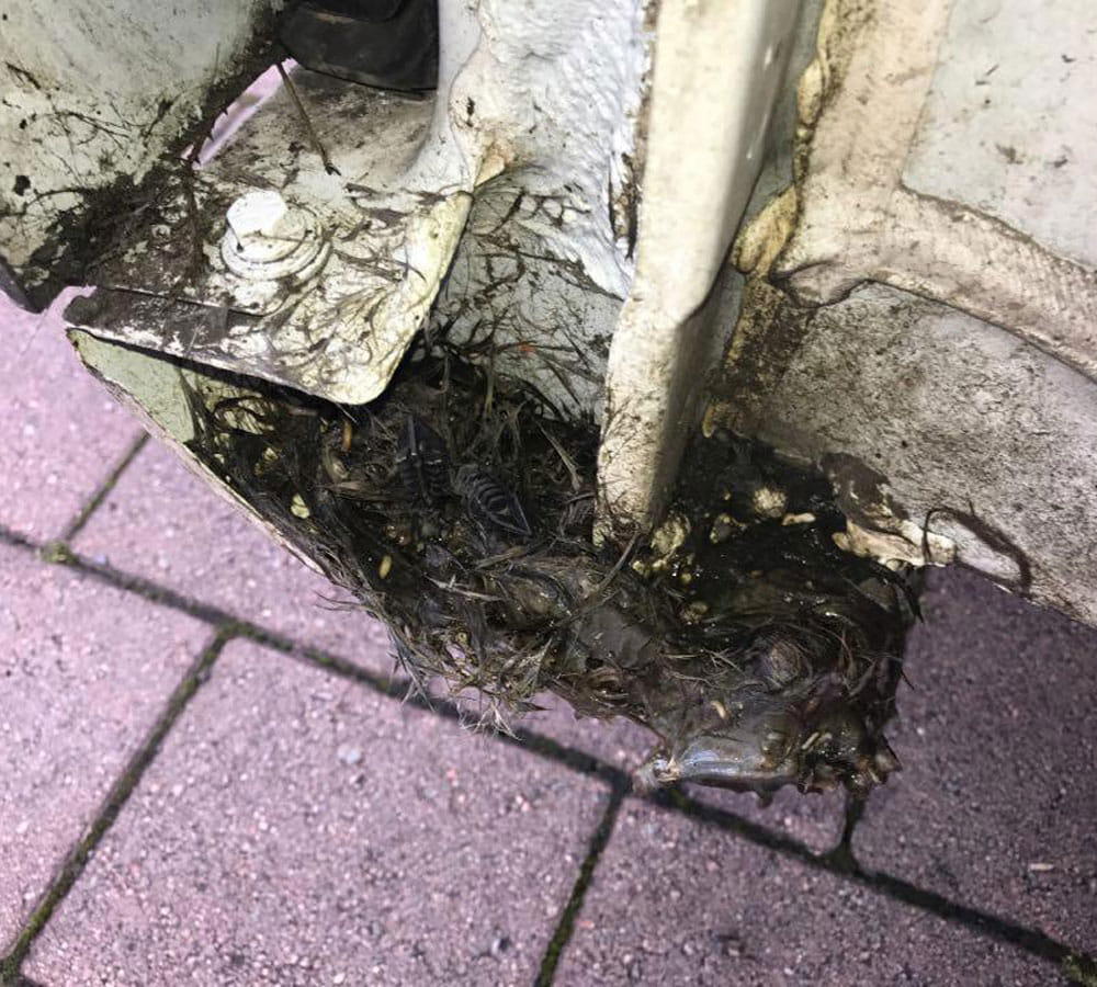 Horrified Couple Open Car Only To Find Out That It Has Been Destroyed By Rats