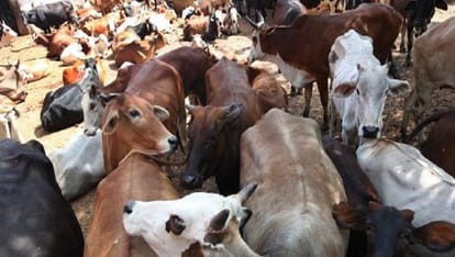 Two young men killed gau rakshaks allegedly assault in Jalpaiguri