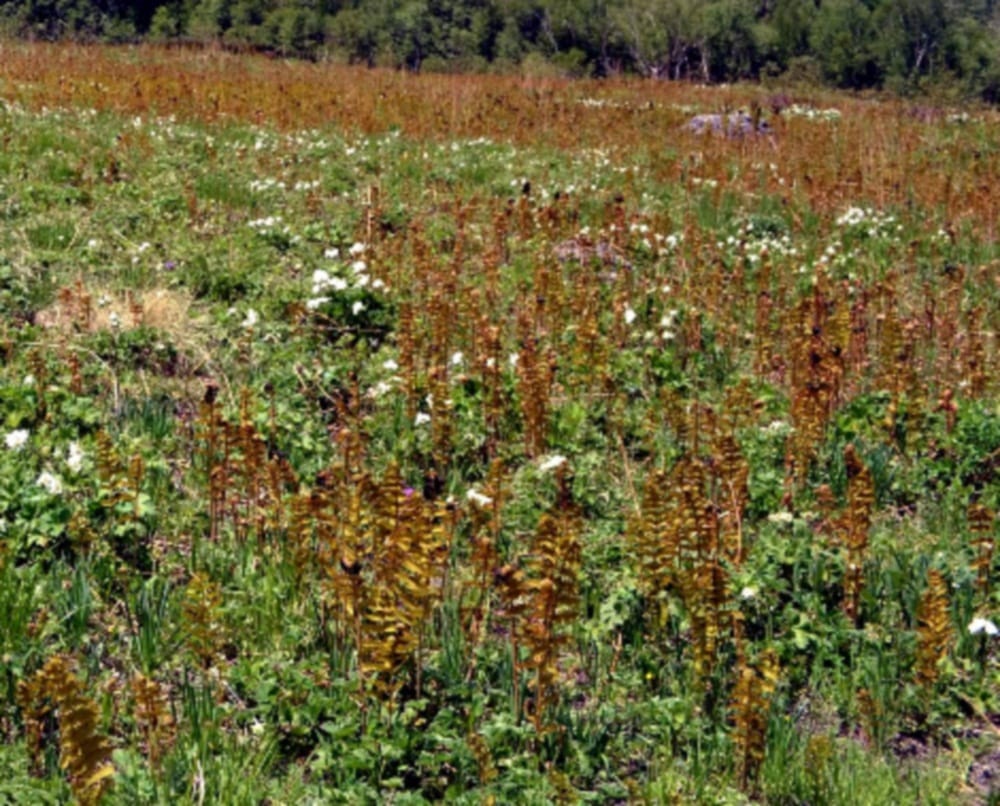 golden fern attack in valley of flower uttarakhand