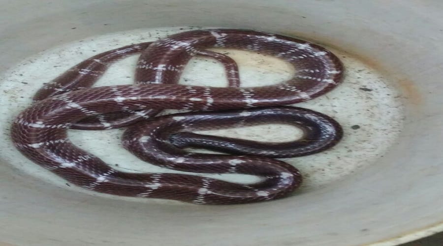 The whole family was left childless, snake has not spared the child