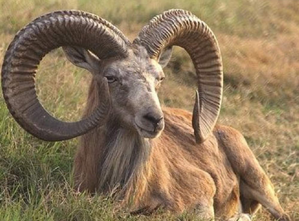 55 sheep found died in budaun