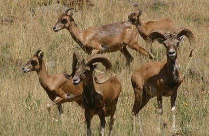 Shepherd sheep found in uttarakhand fist time ever