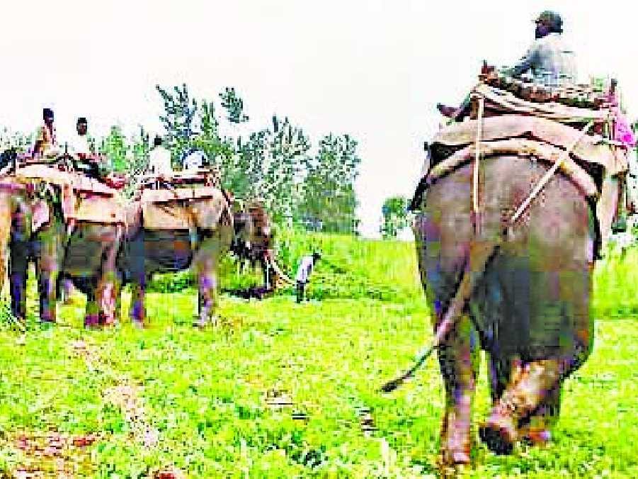 Killer tigers unable to catch the forest department