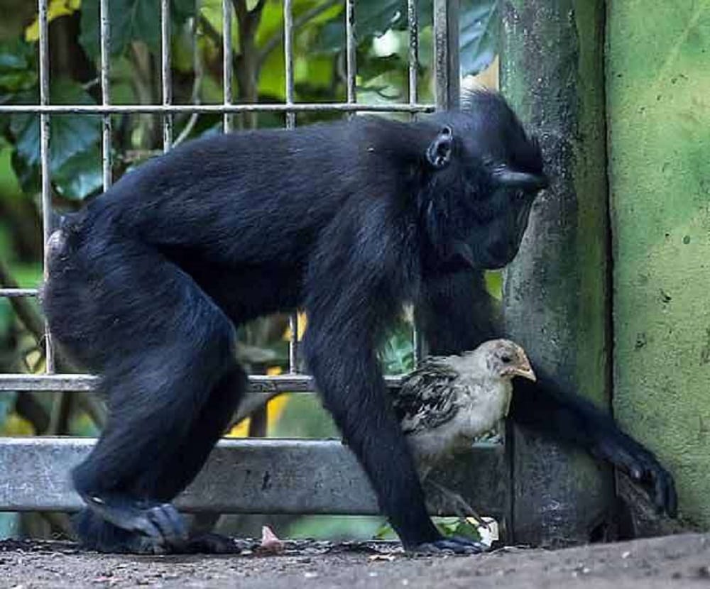 chimpanzee and chicken amazing friendship at israel zoo 	surprised the world