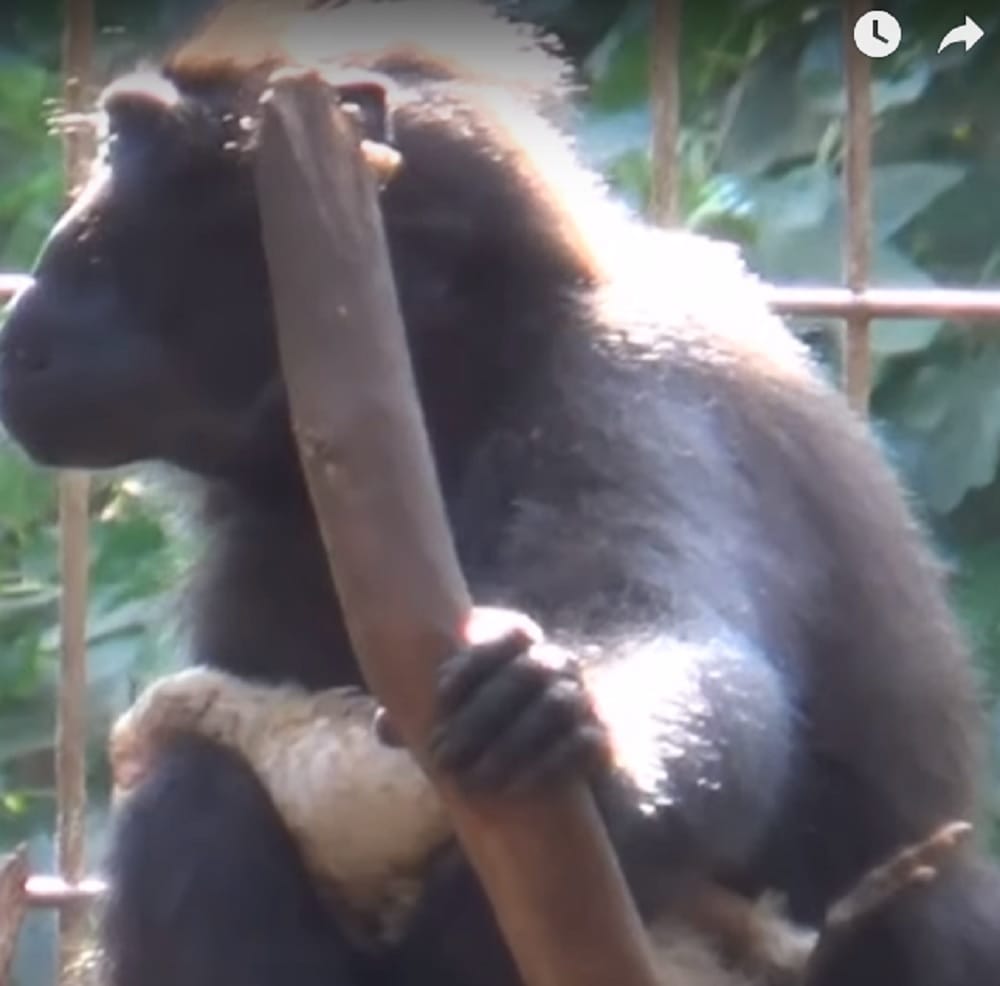 chimpanzee and chicken amazing friendship at israel zoo 	surprised the world