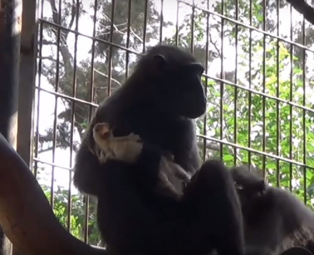 chimpanzee and chicken amazing friendship at israel zoo 	surprised the world
