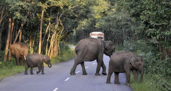 elephant teaches lesson to over smart youth in rishikesh