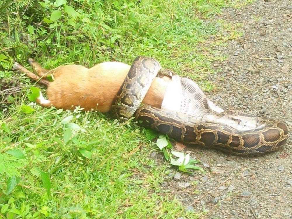 Pictures of Python swallowed up to deer
