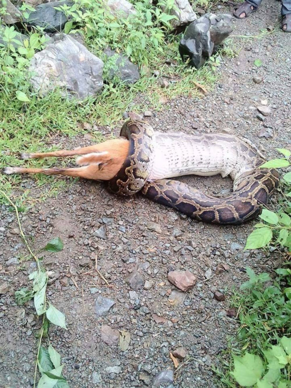 Pictures of Python swallowed up to deer