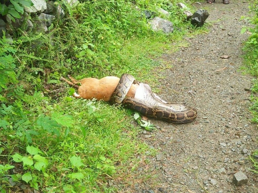 Pictures of Python swallowed up to deer