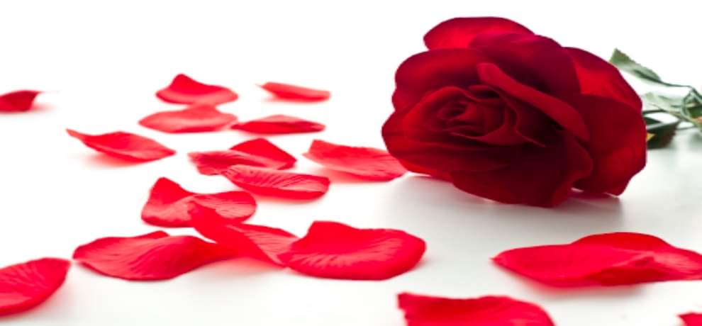 Rose Day 2018- buy a rose today otherwise you have to pay more 