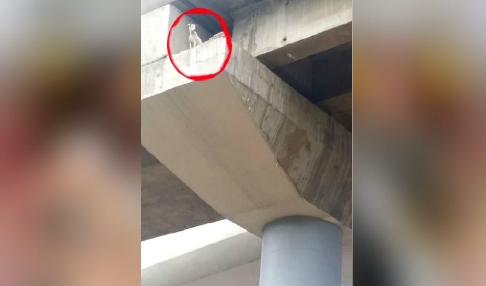 dog got stucked in metro pillar released after four days in faridabad