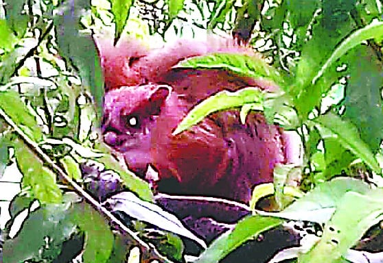 Flying squirrel getting rare in the population