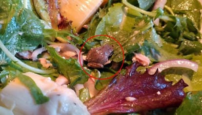  Woman Finds Live Frog In Packaged Salad Keeps It As Pet