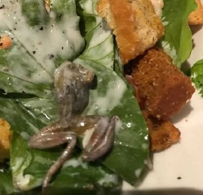 Woman finds frog in salad, keeps it as pet